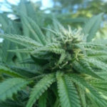 verschil-hennep-wiet-cannabis