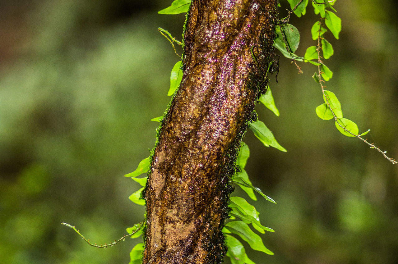 ayahuasca-levenslessen-van-de-eerste-keer